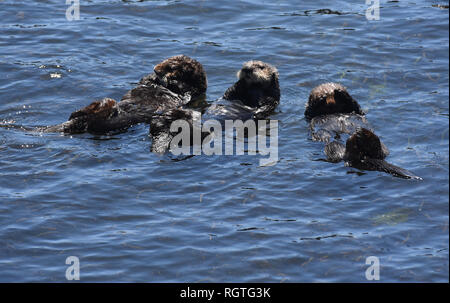 Drei Seeotter schwimmt auf dem Rücken im Pazifischen Ozean. Stockfoto