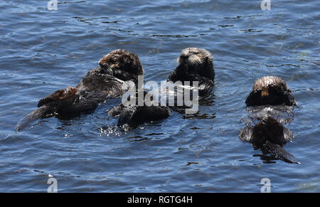 Drei Seeotter schwimmt auf dem Rücken im Pazifischen Ozean. Stockfoto