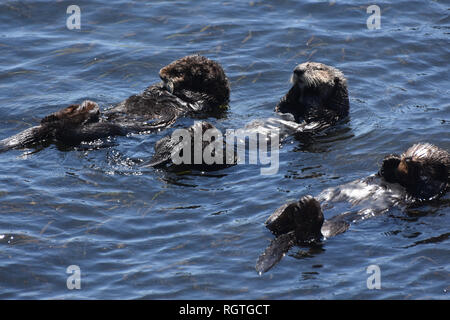 In der Nähe Blick auf ein Trio aus drei Seeotter schwimmt auf dem Rücken. Stockfoto