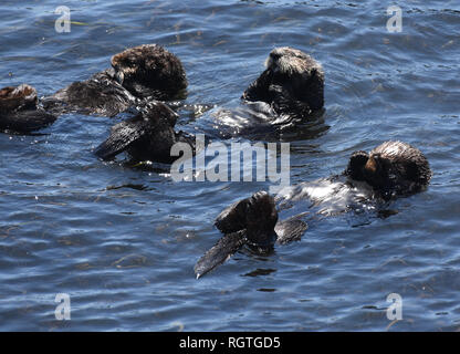 Kostbare Nahaufnahme Blick auf drei Seeotter alle schwimmt auf dem Rücken. Stockfoto