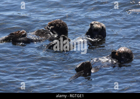 Die Bucht mit einer großen Gruppe von Seeottern zusammen schwimmen. Stockfoto