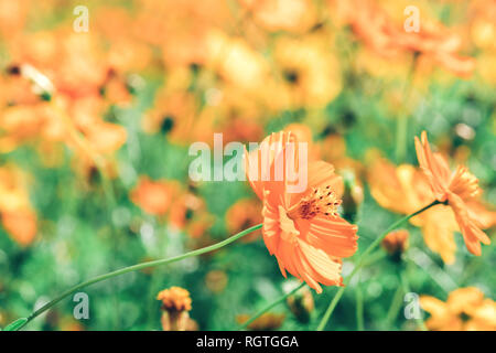 Ein Cluster von kosmischen Gelb Cosmos Blumen im Garten Stockfoto