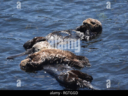 Cute Erfassung von drei Seeotter floaring auf ihren Rückseiten in Morro Bay, Kalifornien. Stockfoto