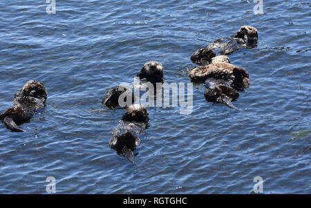 Adorable große Rafting Gruppe der Seeotter floating in einem Kalifornischen Bay. Stockfoto