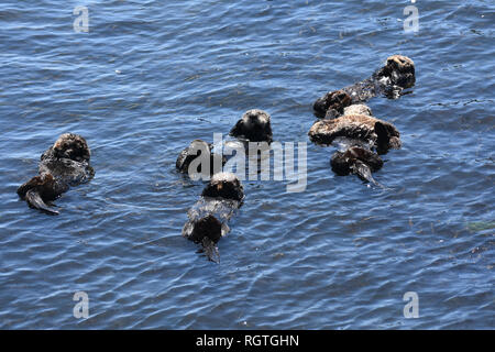 Fantastische grosse Gruppe von Seeottern schwimmt auf dem Rücken in Morro Bay, Kalifornien. Stockfoto