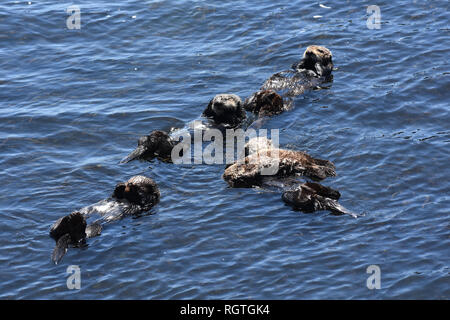 Große Gruppe von seeottern Alle schwimmt auf dem Rücken im Meer. Stockfoto