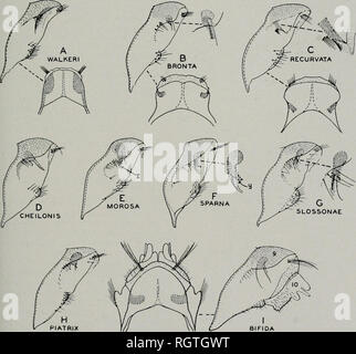 . Bulletin. Natural History; Natural History. August, 1944 Ross: Köcherfliegen von Illinois 95 38. Clasper Gefäßes groß, fast so hoch wie lang, Abb. 386 //. . Valanis, s. 105 Clasper Gefäß viel flacher, aber in der Regel große, Abb. 386 ein: - Ein ^ 39 39. Seitenlappen des Achten sternite nahe zusammen, die an der Basis, mesal Margen bilden eine breite V, Feigen. 389^, 390. . 40 Seitenlappen des Achten sternite weiter auseinander, ihre Margen diverg mesal-ing weniger, Abb. 3895 41 40. Clasper Behälter erscheinen, von dorsalansicht, mit einer geschwollenen Teil der dorsalen Punkt basad, Abb. 387/. . Scalaris, s. 106 Clasper rece Stockfoto