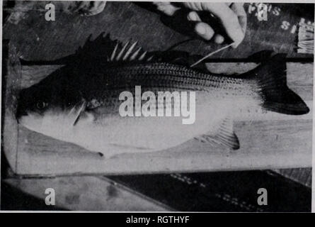 . Bulletin. Natural History; Natural History. 12.08.1981 Tranquilli et al. : Fisch Tagging 537 Dichten in andere Fischerei Untersuchungen dieser kühlen See gewonnen. Largemouth bass (Micropterus salmoides), KARPFEN (CYPRINUS CARPIO) und white Bass (Morone chrysops) wurden markiert. Ziele der Studie enthalten: (1) Schätzung auf die Größe der Bevölkerung und Halm, (2) Vergleich der Composite Wachstum der einzelnen Arten im Vergleich zu den Bewegungen zwischen beheizten und unbeheizten Bereichen, (3) quantitative Analyse von Fisch Bewegungen innerhalb der verschiedenen thermischen Regionen, und (4) Bestimmung des thermischen effe Entlastung Stockfoto