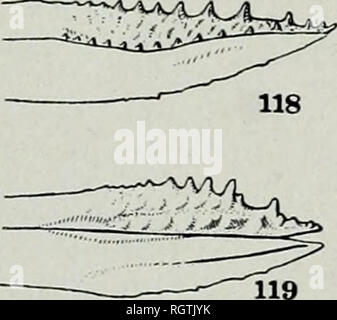 . Bulletin. Natural History; Natural History. 148 ILLINOIS NATURAL HISTORY SURVEY BULLETIN XX; III 103 108 115. 104. Bitte beachten Sie, dass diese Bilder sind von der gescannten Seite Bilder, die digital für die Lesbarkeit verbessert haben mögen - Färbung und Aussehen dieser Abbildungen können nicht perfekt dem Original ähneln. extrahiert. Illinois. Natural History Survey Division. Urbana, Illinois, Abt. für Registrierung und Bildung, Natural History Survey Division Stockfoto