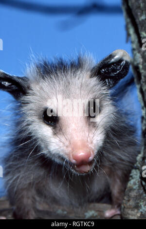 Ein junges Opossum in Missouri, USA, in einem Baum, das lächelt und auf die Kamera blickt Stockfoto