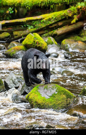 Black Bear Angeln auf Felsen, Ursus americanus, am Thornton Creek, Vancouver Island, British Columbia, Kanada. Stockfoto