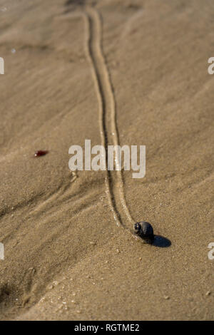 Schnecken langsam Reisen der Strand in Plymouth MA hinterlassen Spuren in ihrem Gefolge, wie die Gezeiten liegender. Stockfoto