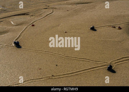 Schnecken langsam Reisen der Strand in Plymouth MA hinterlassen Spuren in ihrem Gefolge, wie die Gezeiten liegender. Stockfoto