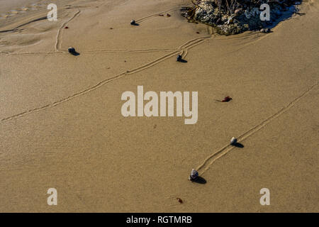 Schnecken langsam Reisen der Strand in Plymouth MA hinterlassen Spuren in ihrem Gefolge, wie die Gezeiten liegender. Stockfoto