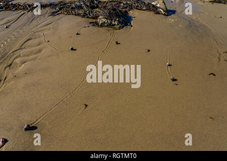 Schnecken langsam Reisen der Strand in Plymouth MA hinterlassen Spuren in ihrem Gefolge, wie die Gezeiten liegender. Stockfoto