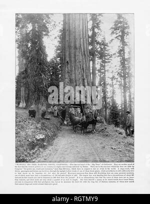 Wawona Big Tree, Mariposa Grove, Kalifornien, Vereinigte Staaten, antiken amerikanischen Foto, 1893 Stockfoto