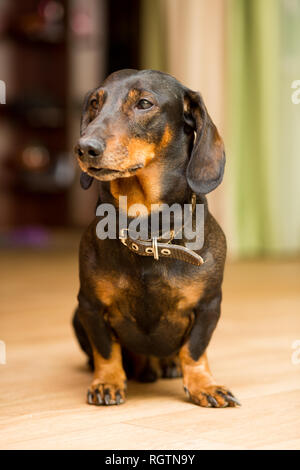 Der Dackel Hund sitzt auf dem Boden und schaut weg Stockfoto