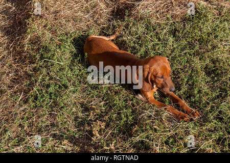 Kleine braune Hund im Gras Stockfoto