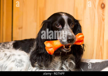 Erwachsener Hund Rasse russische Jagd Spaniel mit einem Spielzeug in seine Zähne, Nahaufnahme portrait Stockfoto