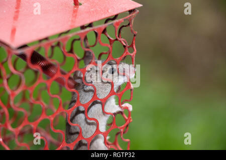 Ratte in Käfig, Maus in Metall Mausefalle gefangen Stockfoto