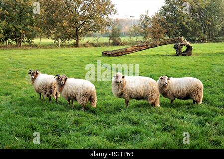 Eine Herde von beweidung Drenthe Schafe in einer Wiese in Holland Stockfoto