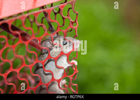Ratte in Käfig, Maus in Metall Mausefalle gefangen Stockfoto