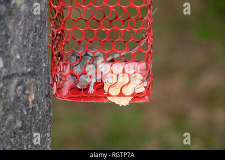 Ratte in Käfig, Maus in Metall Mausefalle gefangen Stockfoto