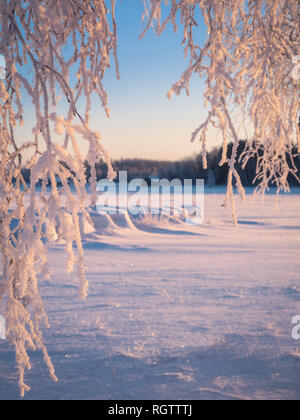 In der Nähe von frosty Zweige mit morgen Licht im Winter in Finnland Stockfoto