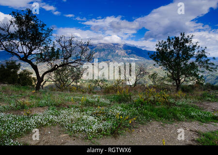 Wildflower medow in den Ausläufern von La Maroma, der höchste Berg in der Axarquia, Malaga, Andalusien, Spanien Stockfoto