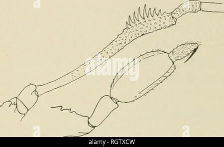 . Bulletin American Museum of Natural History. Natürliche Geschichte; Wissenschaft. 1906.] Banken, Arachjiida von den Bahamas. 189 Hemiphrynus viridiceps Poc. - Mehrere Exemplare aus Mangroven, Andros, 12. Juni; von West Bay, New Providence, 29. Mai; und von Süden der Süden Golf, die Insel Andros, 18 Mav. Von einigen der Westindischen Inseln aufgezeichnet. Abb. 4.-Erginus castancus, sp. nov., Femur IV und palpus. PHALAXGIDA. Erginus castaneus sp. nova. Körper über Rich Brown, eine transversale weißlichen Fleck oben Coxa II und ein schmaler weißlichen Band auf der Marge von Scutum, direkt hinter dem Paar lar Stockfoto