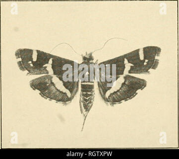 . Bulletin. Insekten; Schädlinge; Entomologie; Insekten; Schädlinge; Entomologie. Abb. 1.- Motten der Gefleckte Zuckerrüben (Webworm Hymenia PERSPECTALisi, Mann oben und Frau unten. Wesentlich vergrößert. (Original). FiQ. 2.-Motte der hawaiischen Zuckerrüben (Webworm Hymenia FASCiALis). Wesentlich vergrößert. (Nach Marsh.). Bitte beachten Sie, dass diese Bilder sind von der gescannten Seite Bilder, die digital für die Lesbarkeit verbessert haben mögen - Färbung und Aussehen dieser Abbildungen können nicht perfekt dem Original ähneln. extrahiert. In den Vereinigten Staaten. Büro der Entomologie. Washington: G. S. O. Stockfoto