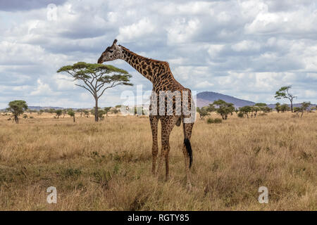 Die Serengeti ist eines der bekanntesten Naturschutzgebiete der Welt ist und auch zum Weltkulturerbe der UNESCO. Es ist die Heimat einer Vielzahl von Tieren.