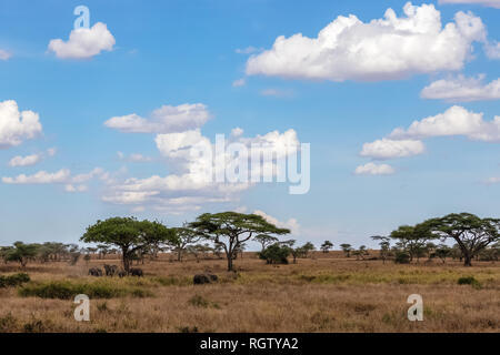 Die Serengeti ist eines der bekanntesten Naturschutzgebiete der Welt ist und auch zum Weltkulturerbe der UNESCO. Es ist die Heimat einer Vielzahl von Tieren.