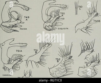 . Bulletin. Natural History; Natural History. August, 1944 Ross: Köcherfliegen von Illinois 215. CANDIDA 75 IC DIARINA SPILOMA Feigen. 749-753.- Leptocella, männliche Genitalien. A, seitliche Aspekt; B, Paarung; C, Stile an der Basis der Paarung. Arten, die noch nicht ausreichend untersucht, um ihren Status zu bestimmen. Solche Formen als coloradensis, iii/ervena und minuta wurden nicht hinreichend bestimmt. Ich habe es nicht geschafft, zu keinen nennenswerten Unterschied in der männlichen Genitalien dieser finden. Erfahrung mit dem Illinois Fauna führt mich zu glauben, dass bis Kulturen dieser anderen Arten aufgezogen werden, Stockfoto