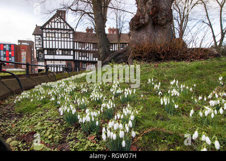 Schneeglöckchen in der Kirche der Heiligen Dreifaltigkeit in Trinity Street im Zentrum von Coventry wachsende Stockfoto