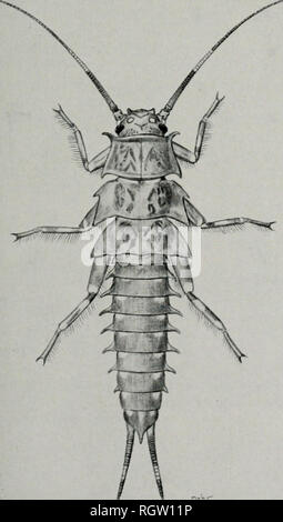 . Bulletin. Natural History; Natural History. September 1942 Frison: Nordamerikanische Plecoptera 245 von Pictet (1841) und ist in das Zoologische Museum, Berlin, Deutschland. Pictets speci - Männer können in das Zoologische Museum in Berlin sein, aber die Typen von pictetii sind im Museum für Vergleichende Zoologie, wie al-bereit erklärte. Pteronarcys Arten in New Brunswick im Jahr 1939, eine Reihe von nymphen von Pteronarcys übernommen wurde, die nicht zuverlässig alle Arten, die zu dieser Zeit bekannten zugewiesen werden. Seitdem eine ähnliche Nymphe hat in Connecticut gesammelt worden. Die Nymphe, Abb. 2, wegen des seitlichen pro-jections auf der s Stockfoto