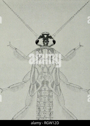 . Bulletin. Natural History; Natural History. 446 ILLINOIS NATURAL HISTORY SURVEY BULLETIN XX: IV. -^-'â / â¢ r. ii 3:;' Ich/^/r/r-A'..^^ • ^^f*&gt;^r Abb. 339. âIsoperla decepta, nvmphal weiblich.. Bitte beachten Sie, dass diese Bilder sind von der gescannten Seite Bilder, die digital für die Lesbarkeit verbessert haben mögen - Färbung und Aussehen dieser Abbildungen können nicht perfekt dem Original ähneln. extrahiert. Illinois. Natural History Survey Division. Urbana, Illinois, Abt. für Registrierung und Bildung, Natural History Survey Division Stockfoto