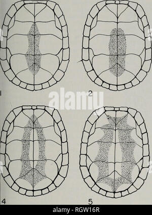 . Bulletin. Natural History; Natural History. November, 1961 Smith: Amphibien und Reptilien von Illinois 141. Bitte beachten Sie, dass diese Bilder sind von der gescannten Seite Bilder, die digital für die Lesbarkeit verbessert haben mögen - Färbung und Aussehen dieser Abbildungen können nicht perfekt dem Original ähneln. extrahiert. Illinois. Natural History Survey Division. Urbana, Illinois, Abt. für Registrierung und Bildung, Natural History Survey Division Stockfoto