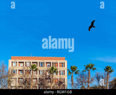 Adler fliegen auf blauen Himmel über City Apartment und Palmen in Spanien. Stockfoto