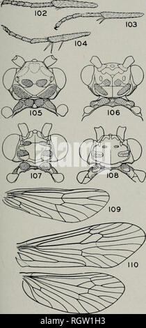 . Bulletin. Natural History; Natural History. August, 1944 Ross: Köcherfliegen von Illinois 31 nicht größer als basale; jeder Mann-dible mit 2 oder 3 inneren Zähne, Abb. 97 Rhyacophila, s. 32 Kiefer mit dem inneren Rand nicht Ser- und mit apikaler innere Rille. Abb. 102.- Protoptila maculata, vorderen Schienbein. Abb. 103.- Agapetus illini, vorderen Schienbein. Abb. 104.- Rhyacophila vibox, vorderen Schienbein. Abb. 105.- Palaeagapetus Celsus, Kopf und Halsschild. Abb. 106.- Rhyacophila vibox, Kopf und pro-notum. Abb. 107,- Agapetus illini, Kopf und prono-tum. Abb. 108.- Glossosoma intermedium, Kopf und Halsschild. Abb. 109.-Aga Stockfoto