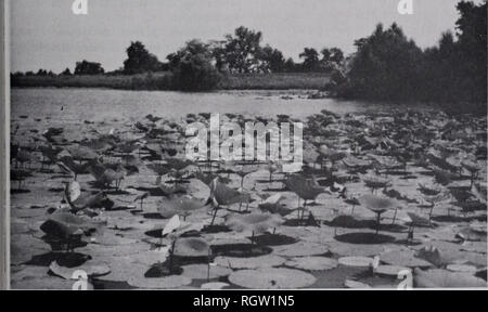 . Bulletin. Natural History; Natural History. 12.08.1981 Moran: Aquatische Makrophyten 399 Eine weitere Gruppe von Pflanzen sind die Fließkomma-blatt Pflanzen (ephydates), die wachsen in den Sedimenten verwurzelt, sondern zumindest einige Blätter auf der Wasseroberfläche mit einem Blatt Oberfläche zu der Atmosphäre ausgesetzt sind. Diese Pflanzen sind ein wenig empfindlich auf aktuelle und Wellen und sind in der Regel in geschützten Bereichen gefunden. Nur zwei Anlagen dieser Gruppe in See Sangchris beschrieben wurden, Bacopa rotundifolia (Michx.) Wettst. (Isop) und unter Wasser nodosus. In der ephydates wurde festgestellt, dass jene Pflanzen wi Stockfoto