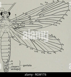 . Bulletin. Natural History; Natural History. August, 1944 Ross: Köcherfliegen von Illinois 21 In fast allen Gruppen die Erwachsenen von Arten, die auf der Grundlage der Genitalien Zeichen getrennt worden. In einigen Gattungen, wie Mac-ronemum und Leptocella, Genitalien haben nicht die vollständige Diagnose und Farbe und pro-Teile verwendet wurden. Es gibt eine große Menge an Informationen, die in der Literatur über die unreifen Stadien der Trichoptera. Viel von diesem neu Verwertungschancen auf an verschiedenen Orten im gesamten Text dieses Berichts. Weitere Artikel von grossem Interesse und Wert sind die nachfol-genden: Stockfoto