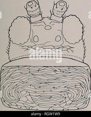 . Bulletin. Natural History; Natural History. Mai, 1968 Stannard: Tiif. Thripse von Illinois 305. Abb. 108.- Dendrothrips ornatu", Kopf und prothorax. Mit eng Seten hind Venen mit nur ein paar Härchen Abstand. Die Abdominal- tergite VIII mit Poste - Rior Kamm aus Minute Härchen an den Seiten und mit größeren Härchen in der Mitte. Männlich (macropterous). - Länge gedehnt ca. 0,7 mm. Ähnlich wie bei Fe-male in Farbe und Struktur außer Allgemein leichter. Es ist bedauerlich, dass diese hübsche Thripse ist eine wirtschaftliche Pest; ansonsten ornatus könnte dafür betrachtet werden - gekonnt wie eine schöne Ergänzung zu unseren Fa Stockfoto