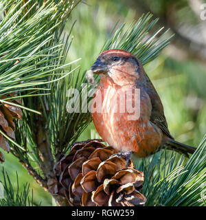 Red Gegenwechsel im Baum Stockfoto