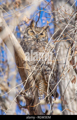 Rocky Mountains great horned Owl (Bubo virginianus pinorum) sitzen in den Ebenen der Pappel Baum, Castle Rock Colorado USA. Foto im Dezember getroffen. Stockfoto