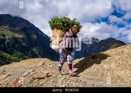 Eine lokale Frau trägt Grün in einem Korb in der oberen Marsyangdi Tal, bewölkt alpinen Landschaft des Annapurna Gruppe in der Ferne Stockfoto