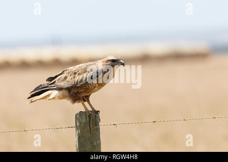 Mäusebussard oder Steppe Bussard, Buteo buteo Vulpinus, auf einem zaunpfosten auf Ackerland in Western Cape, Südafrika. Gemeinsame wandernden Sommer Besucher Stockfoto