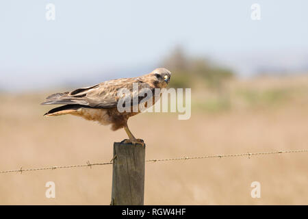 Mäusebussard oder Steppe Bussard, Buteo buteo Vulpinus, auf einem zaunpfosten auf Ackerland in Western Cape, Südafrika. Gemeinsame wandernden Sommer Besucher Stockfoto