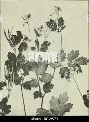 . Bulletin. 1901-13. Landwirtschaft Die Landwirtschaft. Pflanzen Einrichtung medizinische Blätter und Kräuter. 11 im April. Verlieren Sie etwa drei Viertel ihres Gewichts in der Trocknung. Der Preis derzeit für Sie bezahlt ist etwa 4 bis 5 Cent pro Pfund. Liverleaf ist für seine tonische Eigenschaften eingesetzt und ist in Neigungen der Leber, um nützlich zu sein. Schöllkraut Chelidonium, ma jus I&gt;. Weitere Namen.- schöllkraut Chelidonium, Garten, Schöllkraut, tetter - Johanniskraut, killwart, Warze Blume, wartweed, wartwort, felonwort, Zwiebellieschgras. devil's-Milch, Jacob's Ladder, swallow-Würze, wretweed. Lebensraum und Reichweite.-Cel-andine, Stockfoto