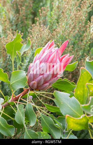 Königsprotea, König Zucker Bush oder riesige Protea Protea cynaroides, Bergfynbos, Western Cape, Südafrika. Bud Anfang auf der Bush zu öffnen. Stockfoto